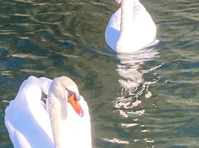 Floating House Embe Experience 보트호텔 카스텔볼튜노